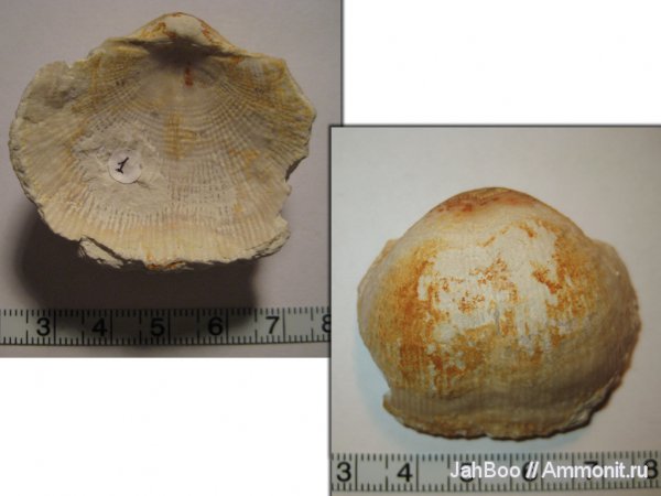 карбон, Admoskovia, Productida