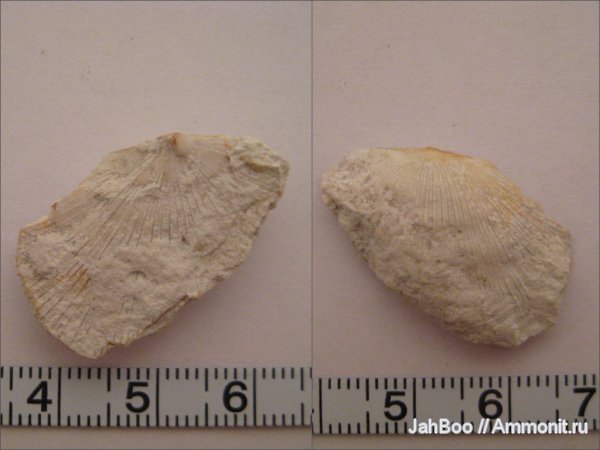 карбон, Orthotetes, Orthotetida