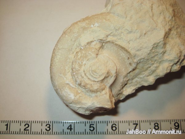 карбон, Euomphalus