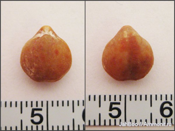 карбон, Composita, Athyridida