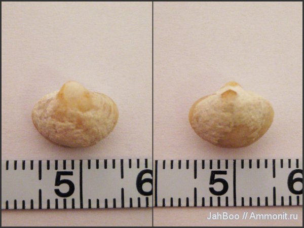 карбон, Spiriferida, Neophricodothyris