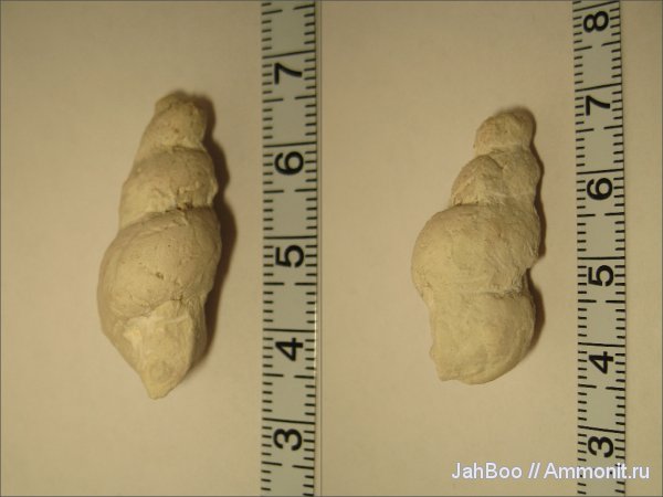 гастроподы, карбон, Palaeostylus