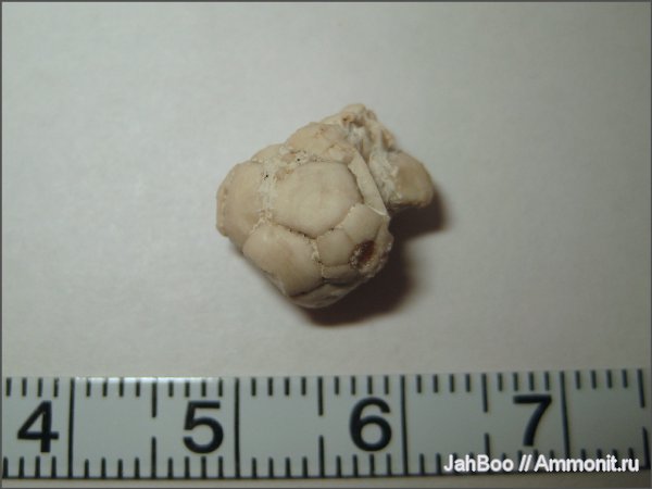 морские лилии, карбон, Cromyocrinus, Cromyocrinidae