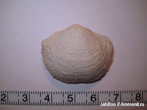 карбон, Productida