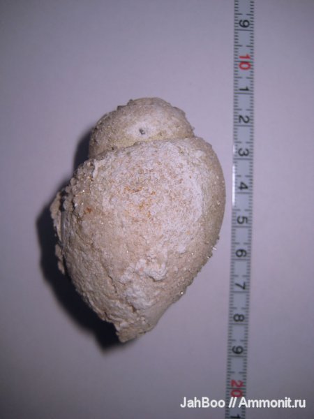 гастроподы, карбон