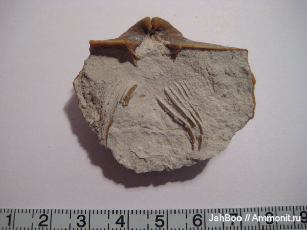 брахиоподы, карбон, Choristites, Spiriferida, ручной аппарат, brachiopod lophophore