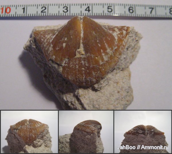 карбон, Brachythyrina, Spiriferida