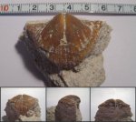 Brachythyrina kleini Brachythyrina kleini