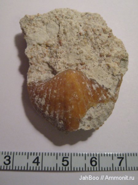 карбон, Brachythyrina, Spiriferida