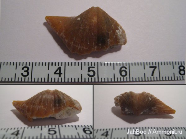 карбон, Brachythyrina, Spiriferida