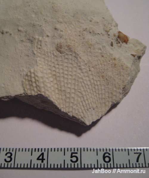 карбон, мшанки, Polypora