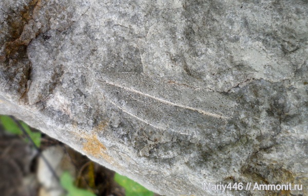 растения, Ульяновская область, листья, Nerium, Новоспасский район