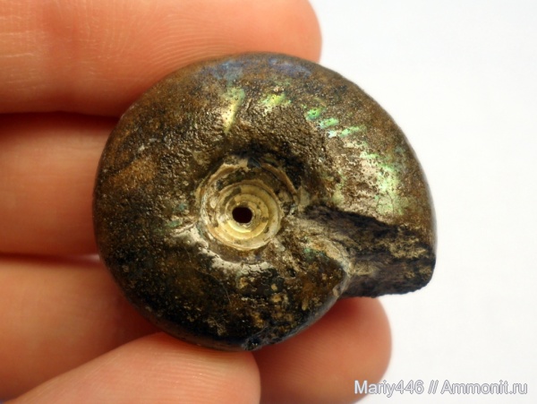 Craspedites, Кашпир, Сызрань