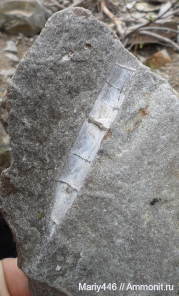 растения, Ульяновская область, Новоспасское