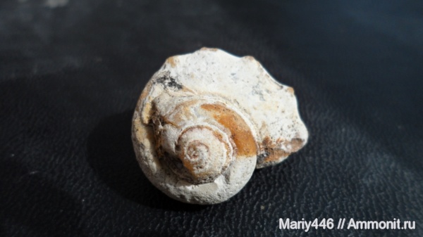 гастроподы, Ульяновская область, Новоспасское