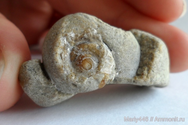 гастроподы, Ульяновская область, Новоспасское