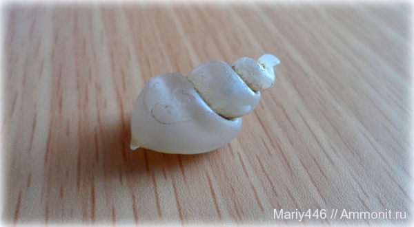 гастроподы, Ульяновская область, кальцит, Новоспасское