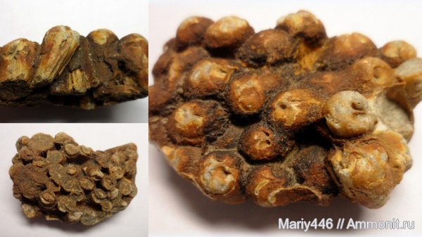 Ульяновская область, древоточцы, Новоспасское