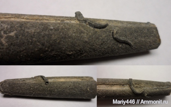 белемниты, Сызрань, обрастание, Epizoans, belemnites