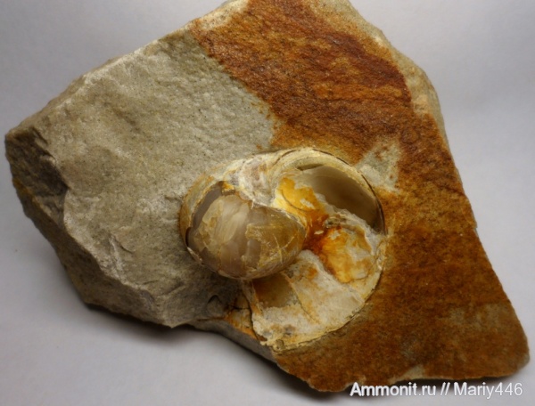 Ульяновская область, Nautilida, Новоспасский район, с.Самайкино