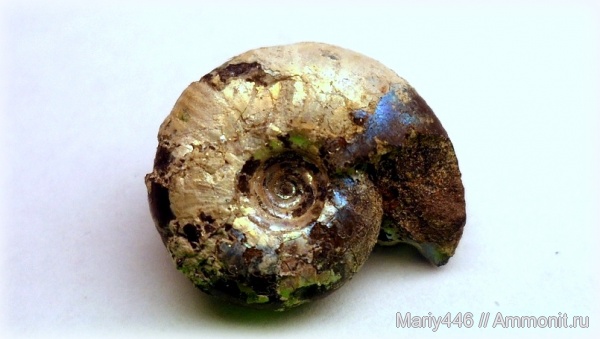 Самарская область, Craspedites, Кашпир, Сызрань