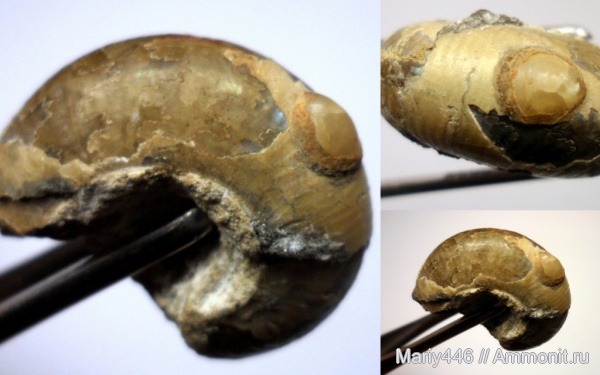 двустворчатые моллюски, Кашпир