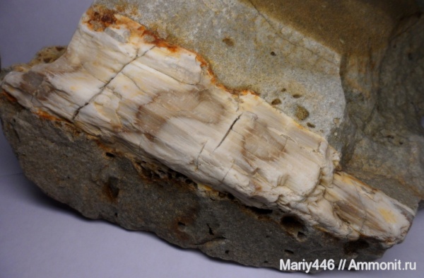 окаменевшее дерево, Ульяновская область, Новоспасское