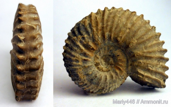 Самарская область, Aulacostephanus, Кашпир, Сызрань