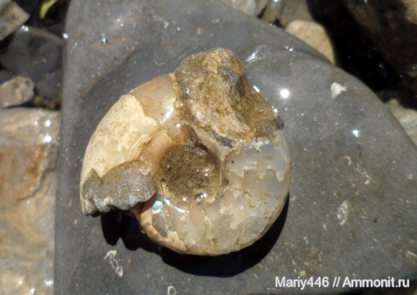 Craspedites, Кашпир, Сызрань