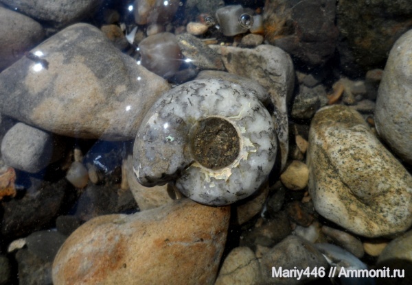 Craspedites, Кашпир, Сызрань