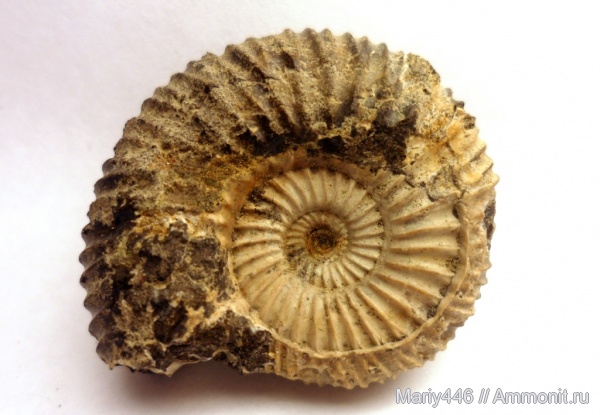 Самарская область, Epivirgatites, Epivirgatites nikitini, Кашпир