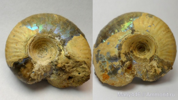 Россия, Самарская область, Craspedites, Кашпир, Сызрань