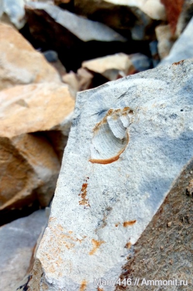 гастроподы, с.Самайкино