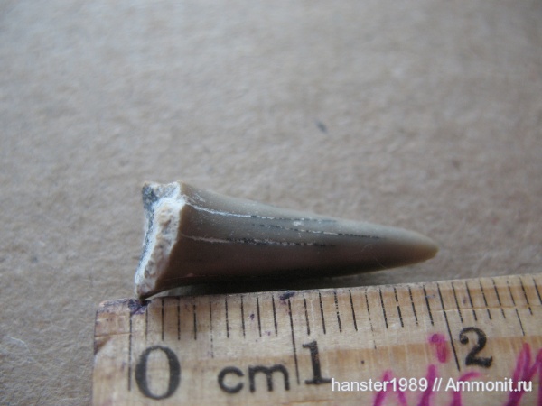 мел, мезозойская эра, Cretaceous