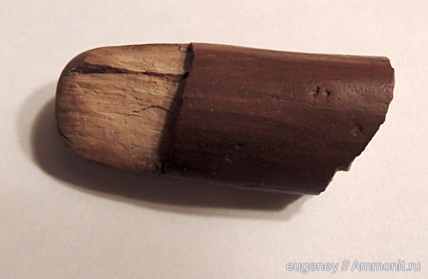 окаменелости, палеоген, Fossils, Борщево