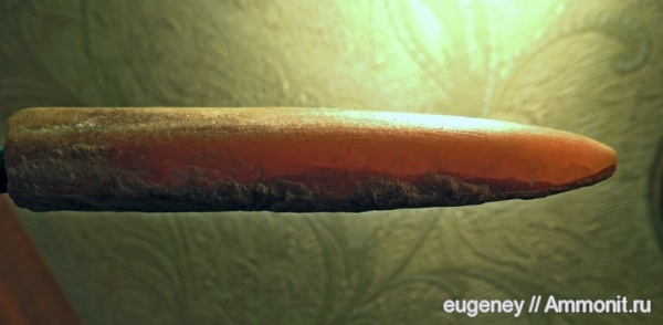 окаменелости, белемниты, Fossils, Борщево, belemnites
