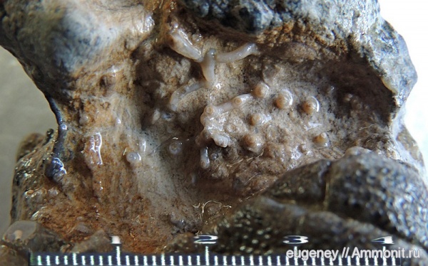 окаменелости, Fossils, Борщево