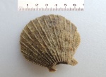 Моллюск (пектинида) pectinidae-морские гребешки