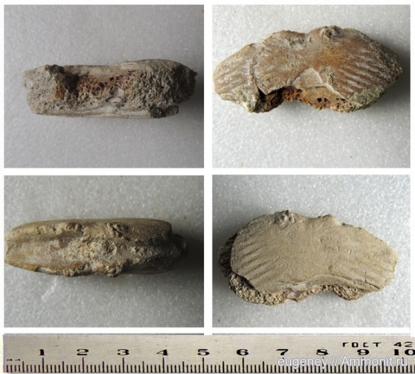 окаменелости, палеоген, Fossils, Борщево, пластрон