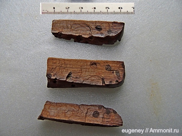 окаменелости, древоточцы, Fossils, Борщево