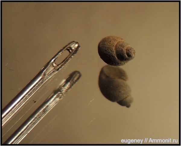 гастроподы, палеоген, Trachydomya, улитки, Gastropoda, Neritopsidae, Борщево