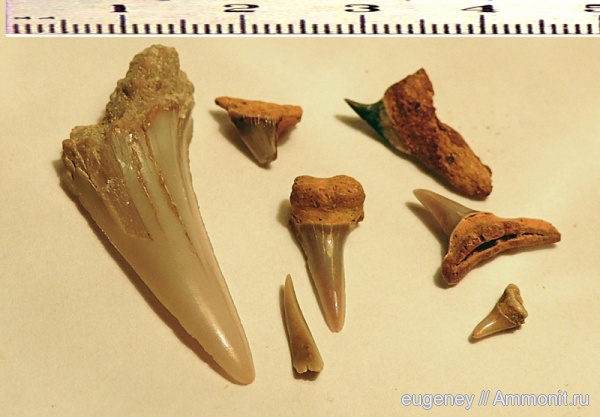 окаменелости, палеоген, рыбы, зубы, зубы акул, Fossils, Борщево, fish, teeth, shark teeth