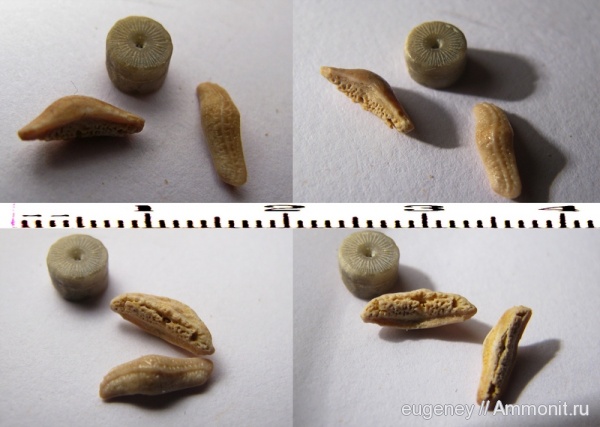 окаменелости, палеоген, зубы, сеноман, Fossils, зубы рыб, Acrodus, Борщево, Cenomanian, teeth, fish teeth