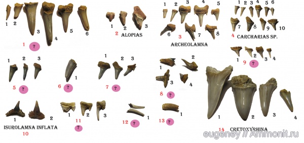 окаменелости, палеоген, рыбы, зубы, зубы акул, Fossils, Борщево, fish, teeth, shark teeth