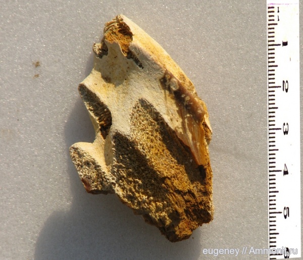 мел, химеры, Борщево, Cretaceous