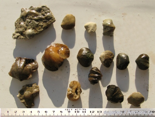 брахиоподы, Борщево