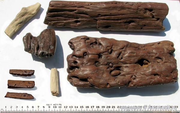 окаменелости, палеоген, Fossils, Борщево