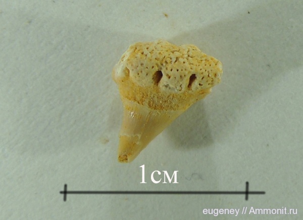 окаменелости, палеоген, зубы, зубы акул, Fossils, teeth, shark teeth