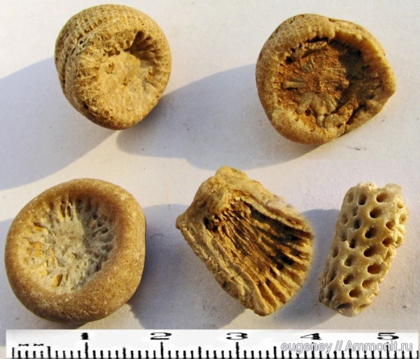 окаменелости, кораллы, Fossils