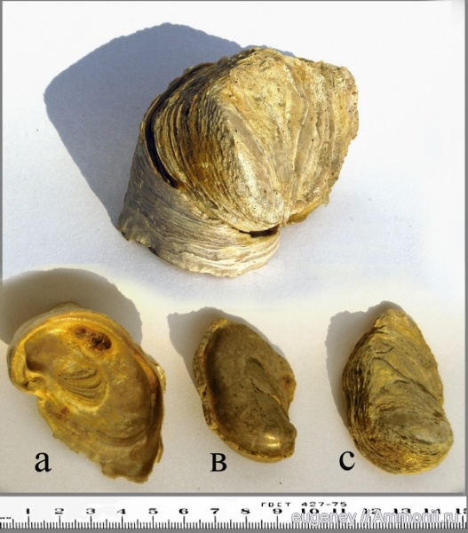 окаменелости, двустворчатые моллюски, Fossils, Amphidonta conica